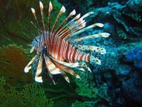 a lionfish floats over the coral reef