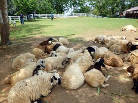 Sheep at Dairy Hut Farm